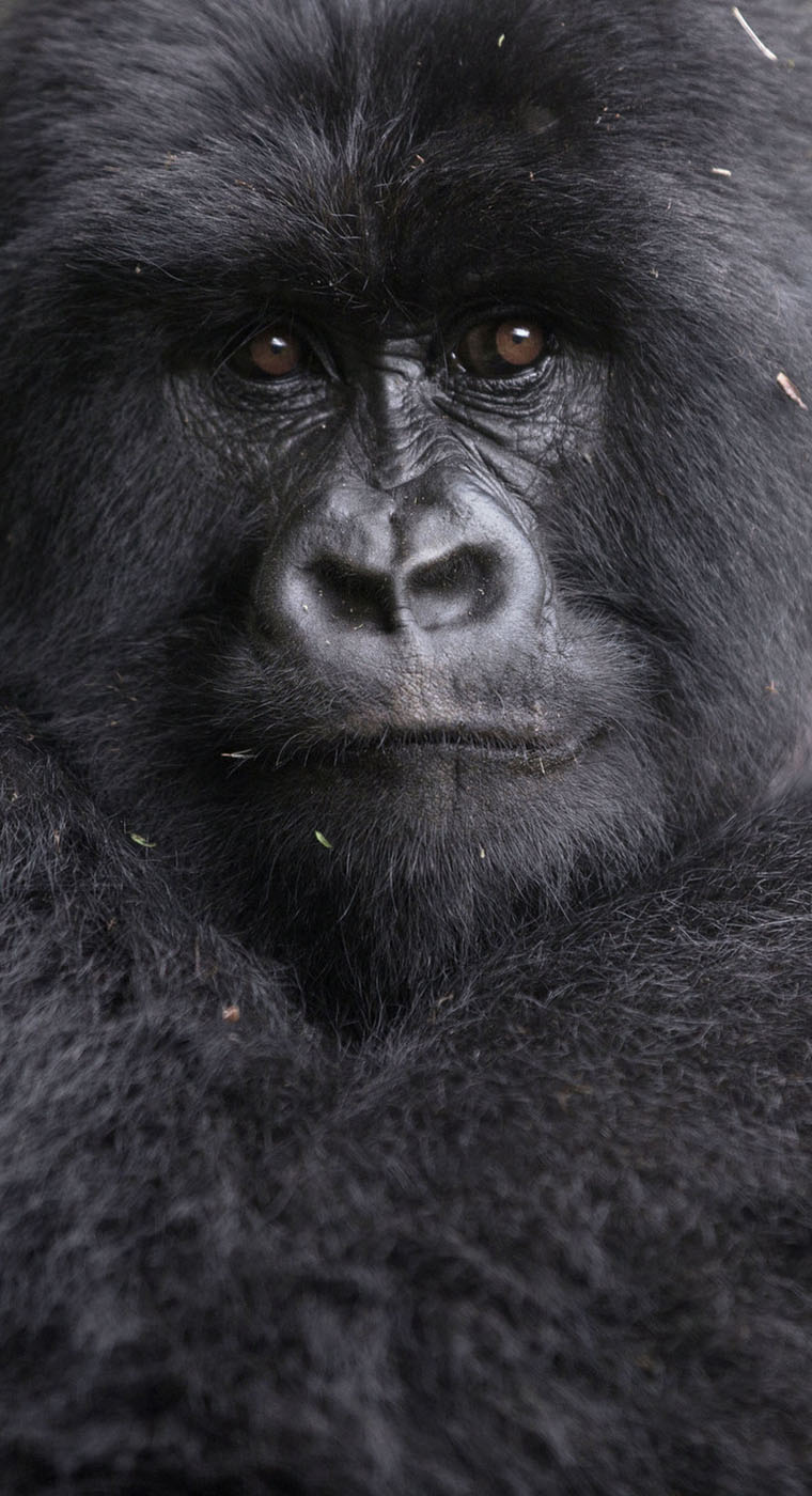 Africa Gorilla Tours