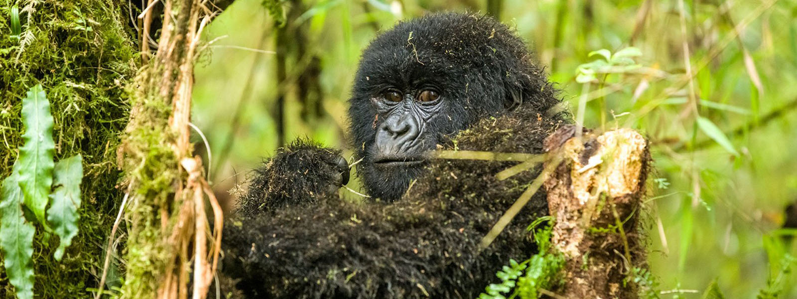 Rwanda Gorilla Tours