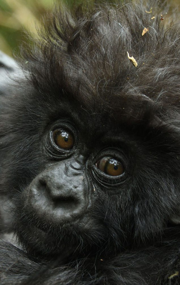 Uganda Gorilla Tours