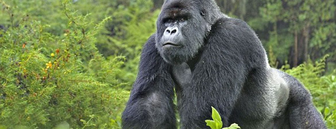 2 Days Rwanda Gorilla Safari