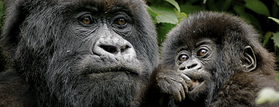 3 Days Gorilla Safari Rwanda