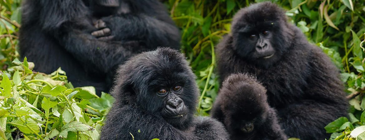 3 Days Mgahinga Gorilla Tour