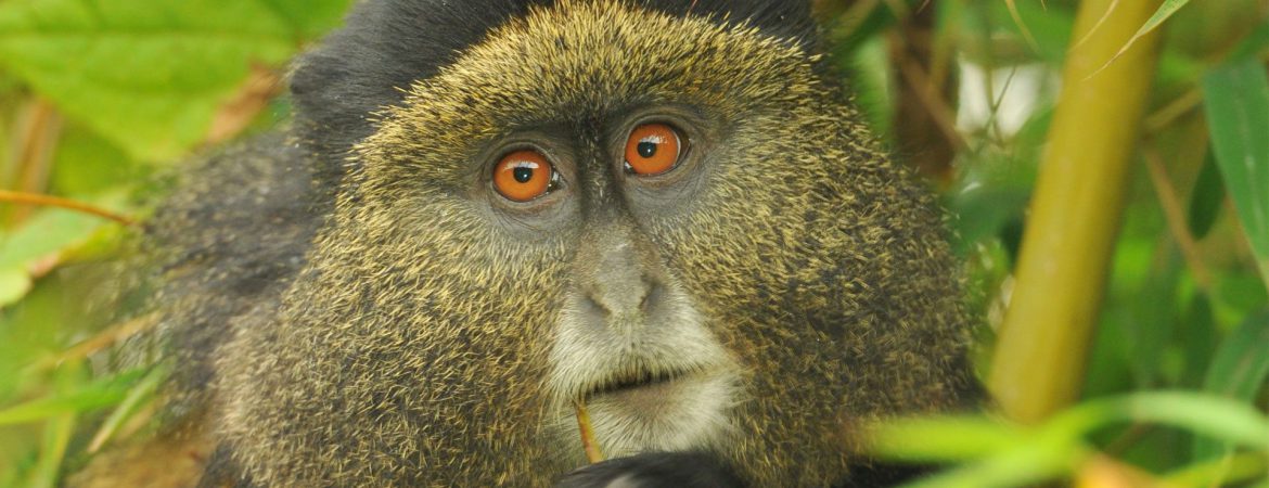 4 Days Gorillas & Golden Monkeys Safari