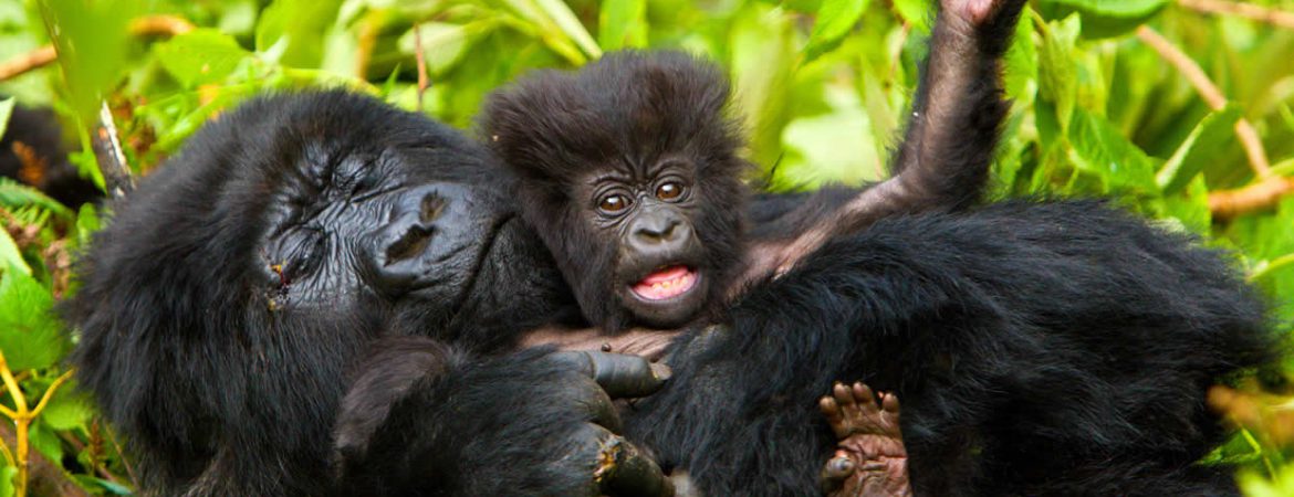 5 Days Lowland & Mountain Gorilla Trekking